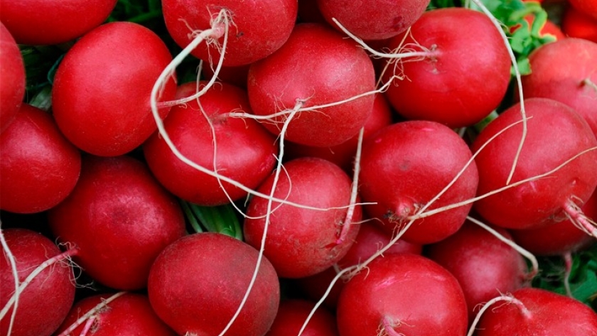 Rábanos: consejos para manejar el cultivo en otoño