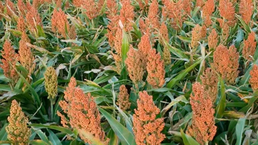 Las precipitaciones mejoraron el estado de los cuadros de sorgo granífero en Buenos Aires