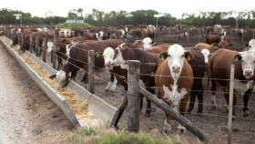Los feedlots con números en rojo