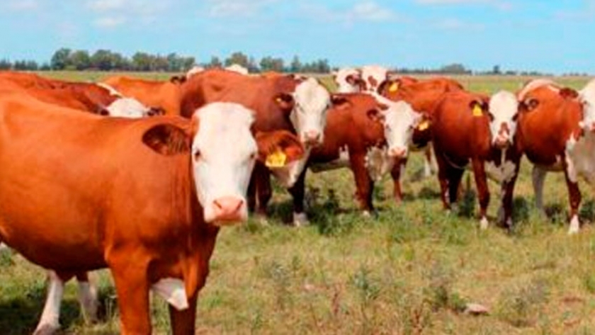 Argentina exportaría cerca 870.000 toneladas de carne bovina a China en 2020