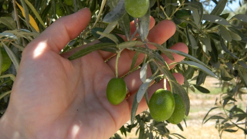 Evalúan 85 variedades de olivo para potenciar el sector