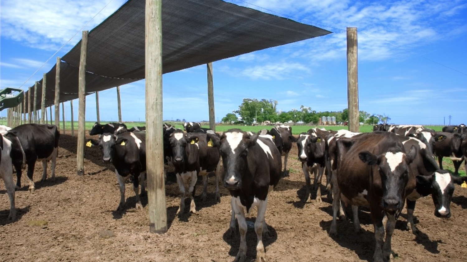 Olas de calor: claves para sostener la producción ganadera y evitar pérdidas en verano