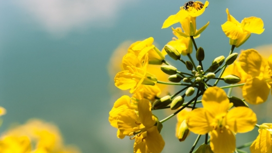 Carinata, camelina y colza: el negocio detrás de los biocombustibles