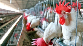 La peste porcina africana en Asia impulsó la industria avícola mundial