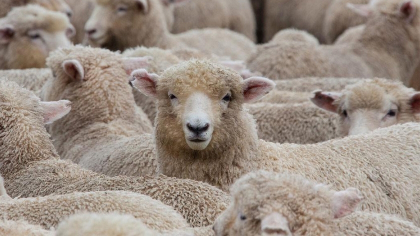 Se ha reducido el número de ovejas en Nueva Zelanda