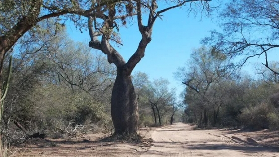 La Fundación Vida Silvestre alertó que el proyecto de presupuesto nacional 2025 le asigna apenas el 2,5% de lo que le correspondería a la Ley de Bosques, el menor presupuesto histórico desde su implementación.