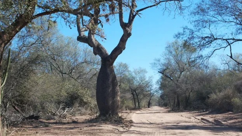 La Fundación Vida Silvestre alertó que el proyecto de presupuesto nacional 2025 le asigna apenas el 2,5% de lo que le correspondería a la Ley de Bosques, el menor presupuesto histórico desde su implementación.