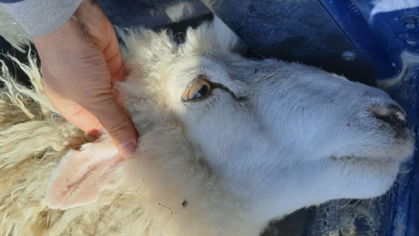 Recuperan 11 ovinos tras allanamiento por abigeato en predios rurales