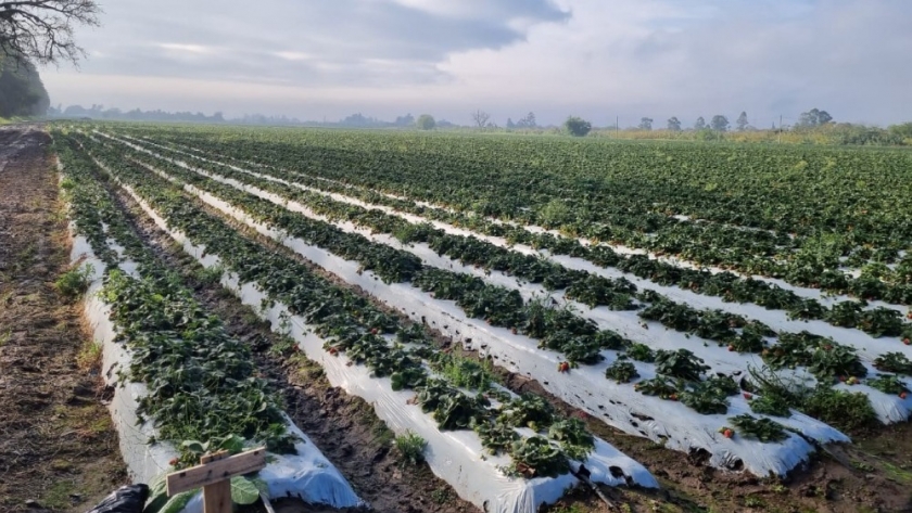 Tucumán: Liberan agente de control biológico para combatir un ácaro que afecta a la frutilla
