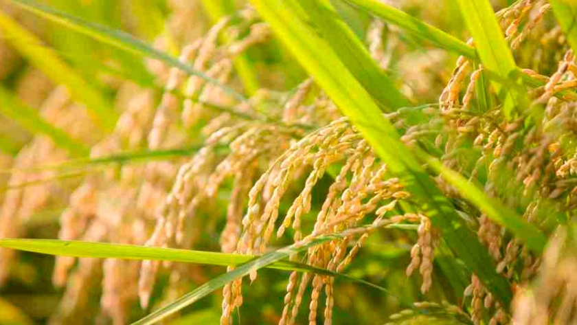 Desarrollan arroz de alto rendimiento y con aroma mejorado utilizando CRISPR-CAS9