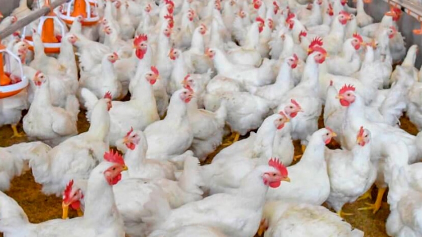 Cuáles son las principales causas de los decomisos en la producción de pollos de engorde
