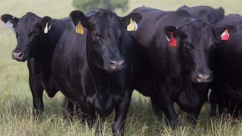 Por qué la hacienda subió en todo el mundo