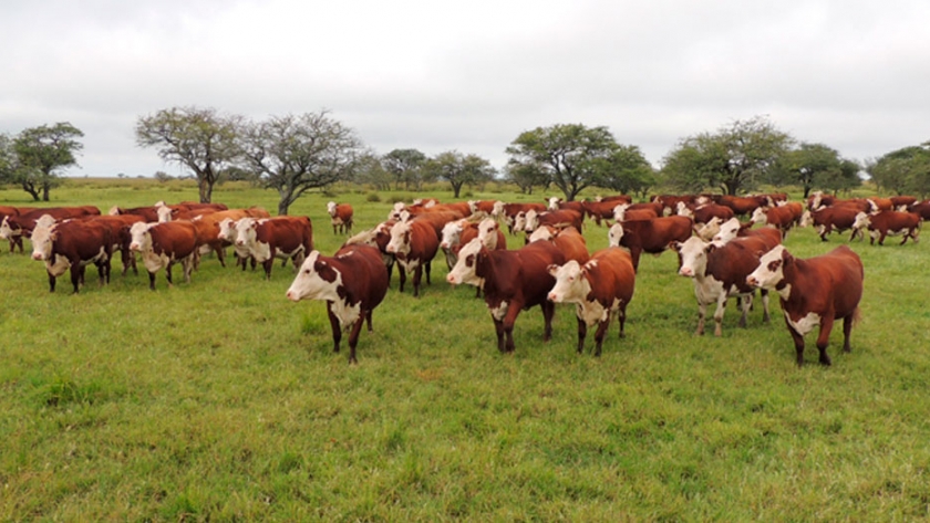 Santa Fe a la vanguardia en la producción de carne bovina a nivel nacional