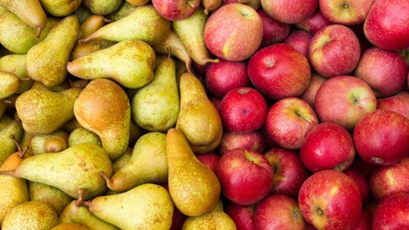 Trabajan para sostener la baja prevalencia de Carpocapsa en peras y manzanas