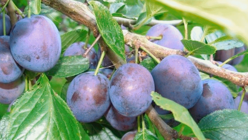 Prunus domestica