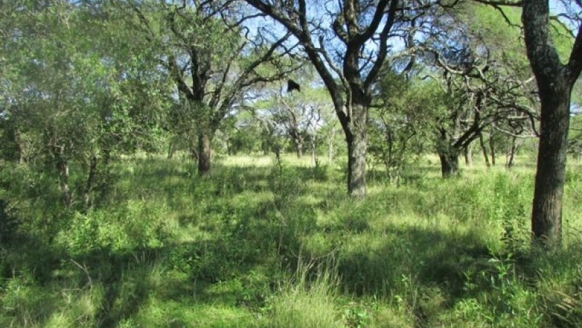 Cofema impulsa acciones para la conservación de bosques