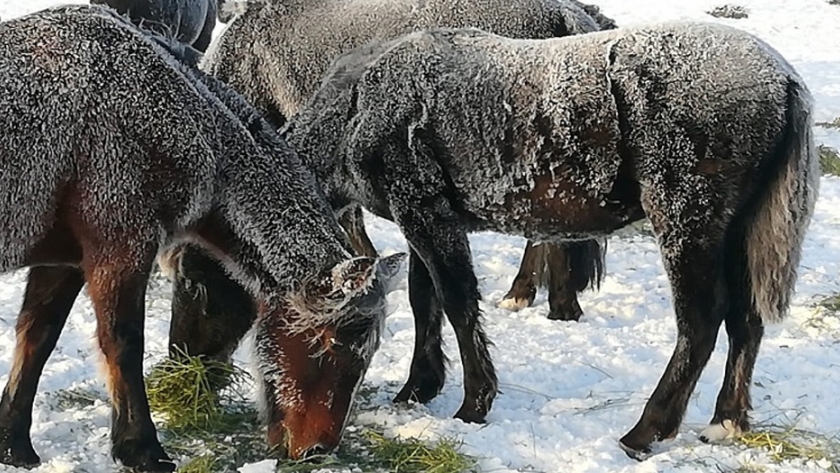 Enfrentar nevadas extremas y evitar pérdidas ganaderas, el desafío
