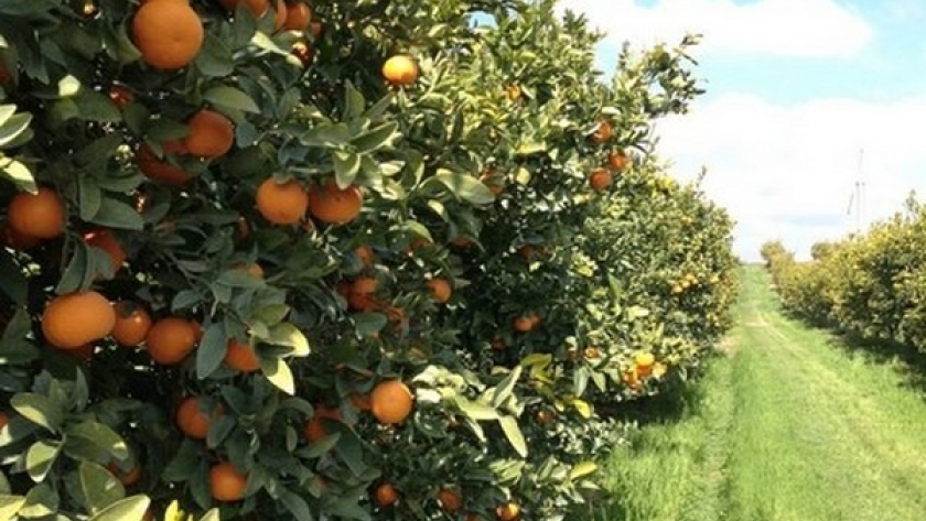 El Gobierno creó un programa de asistencia financiera a productores frutícolas de Río Negro y Neuquén