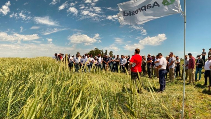 Jornada Cultivos de Servicios Aapresid: en busca de la agricultura siempre verde