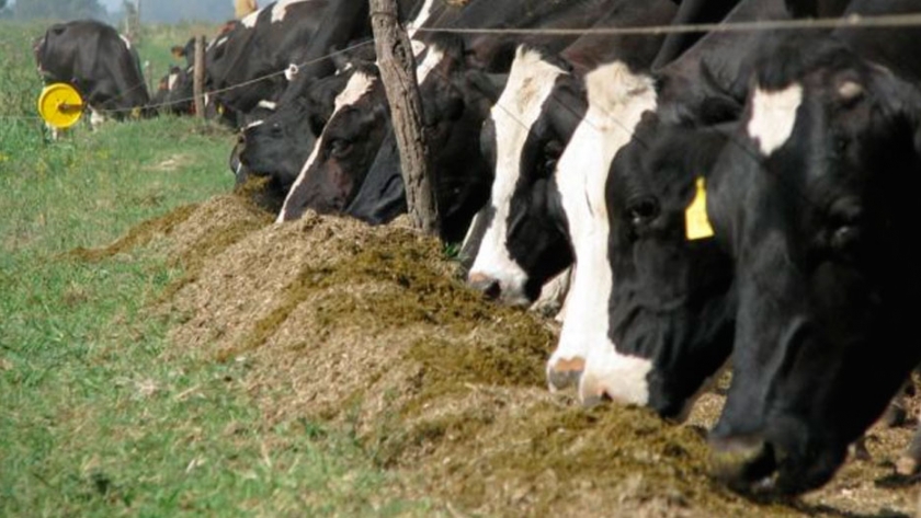 Impacto de las micotoxicosis en la producción bovina