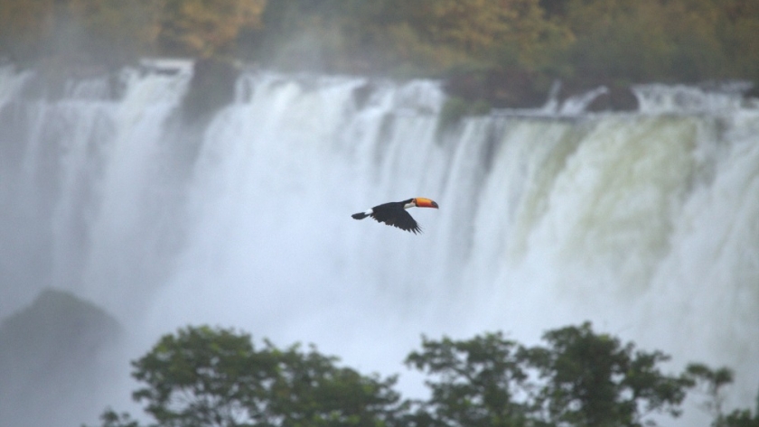 El Ministerio de Ecología de Misiones ocupará un lugar central en el Consejo Federal de Medio Ambiente