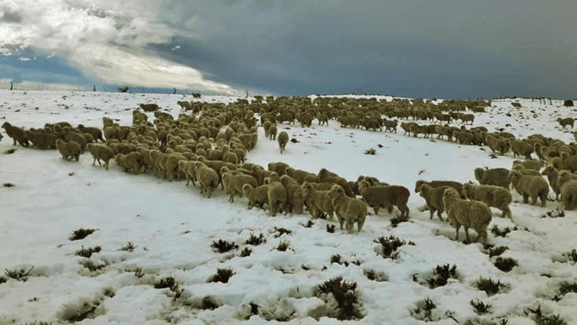 Agricultura declaró la emergencia por nevadas en Chubut