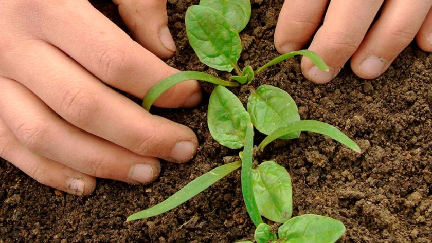 Espinaca, un cultivo fácil y nutritivo 