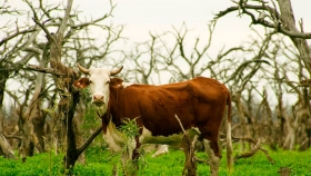 Muestreo serológico: una acción indispensable para evaluar la inmunidad contra la fiebre aftosa en ganado bovino