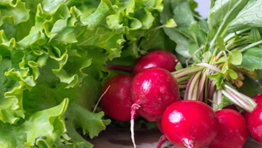 Consideraciones para la huerta agroecológica de otoño