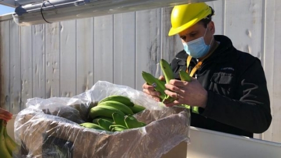 Buscan fortalecer la trazabilidad de la producción de bananas