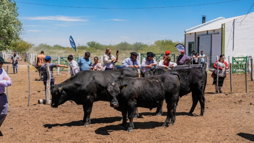 Se entregaron los toros 2023 de la Estación Experimental de Santa Isabel