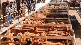 Prevén aumento de la carne vacuna en mostradores