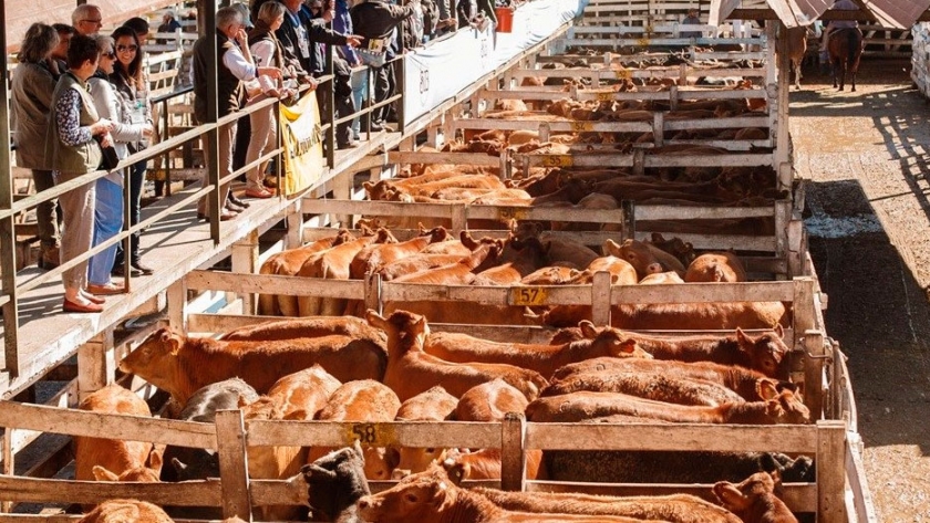 Prevén aumento de la carne vacuna en mostradores