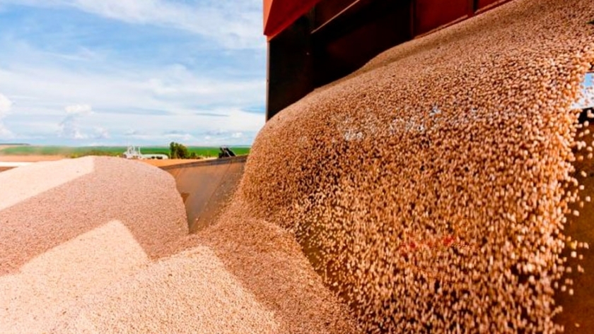 Poroto, un cultivo cada vez más importante para el norte argentino