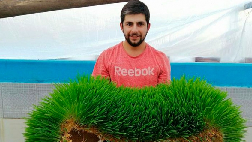 Desarrollan forraje hidropónico en Mendoza