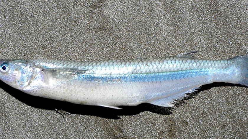Pesca de Pejerrey de mar (Odontesthes argentinensis)