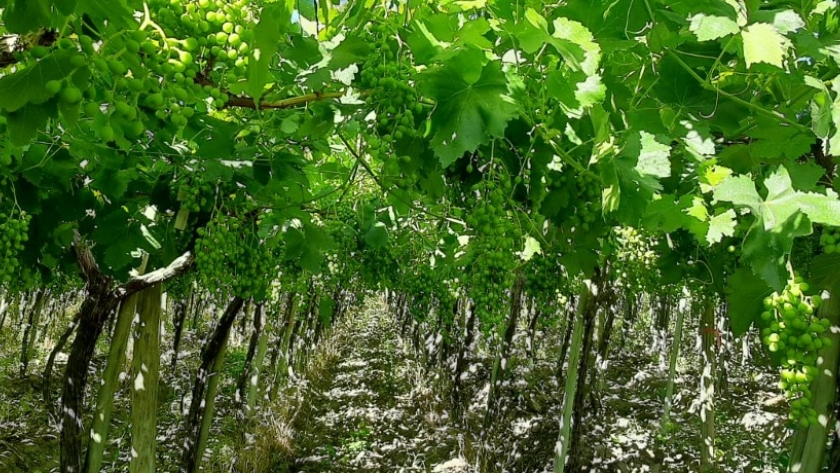 Avanza el plan de trabajo para la exportación de uvas frescas argentinas a Brasil