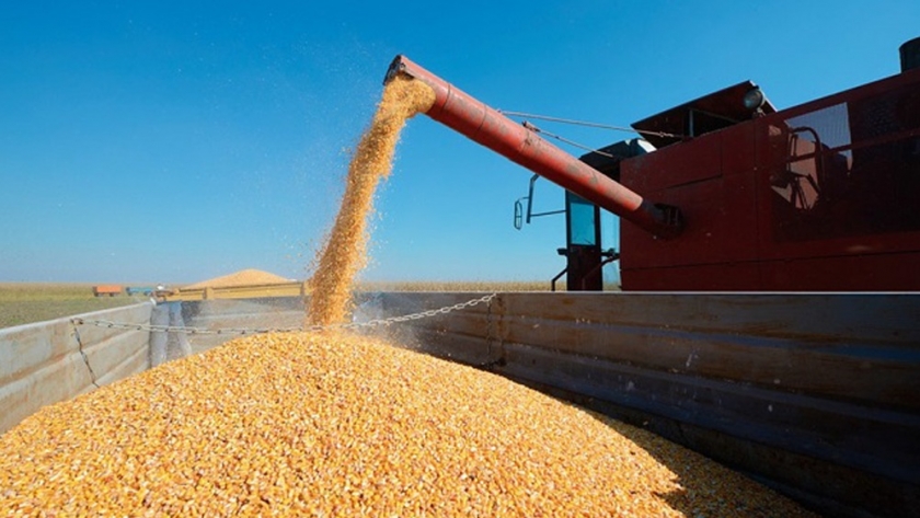 La producción maicera consolida la cadena avícola entrerriana