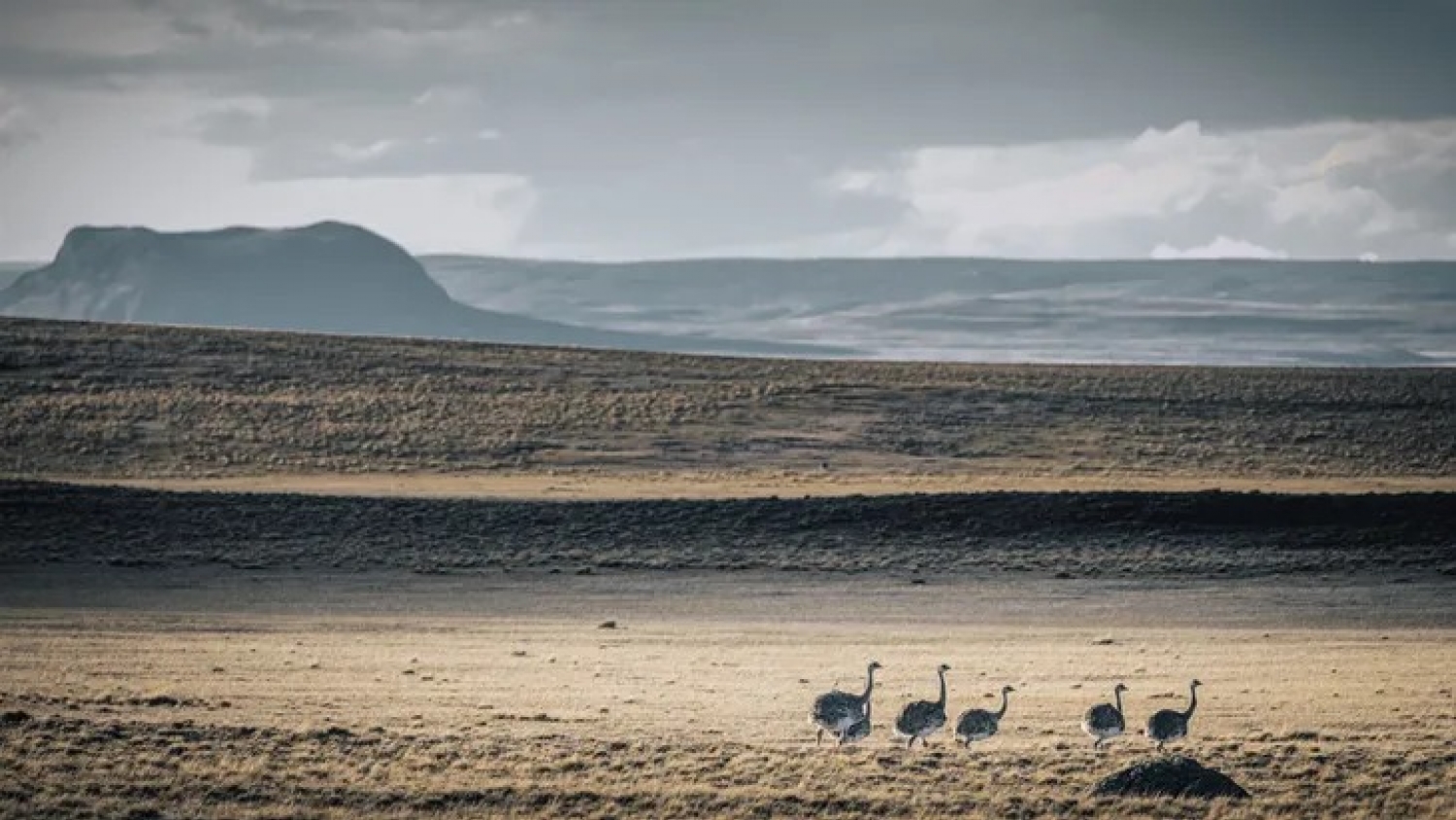 El rebrote otoñal mejora los pastizales en Santa Cruz, pero la desertificación sigue activa en zonas críticas