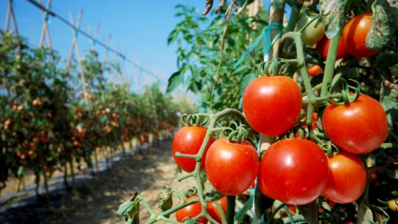 Cultivo de tomates para principiantes