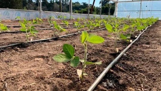 Cientificos argentinos crearon una soja que produce el 60 por ciento de sus vainas con cuatro semillas, en lugar de tres