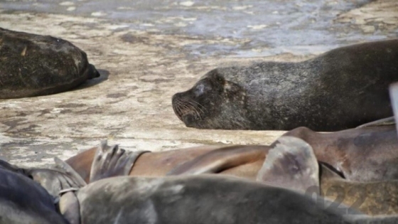 Alerta: Confirmaron que los lobos marinos en Necochea murieron por gripe aviar