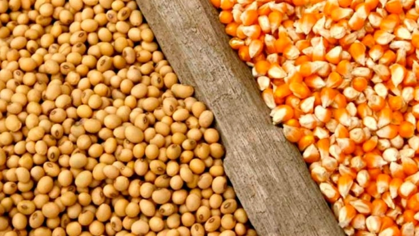 La suba del dólar CCL y MEP podría incidir en los productores de soja y maíz