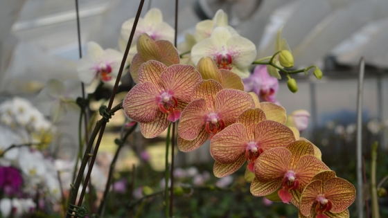 Orquídeas de corte