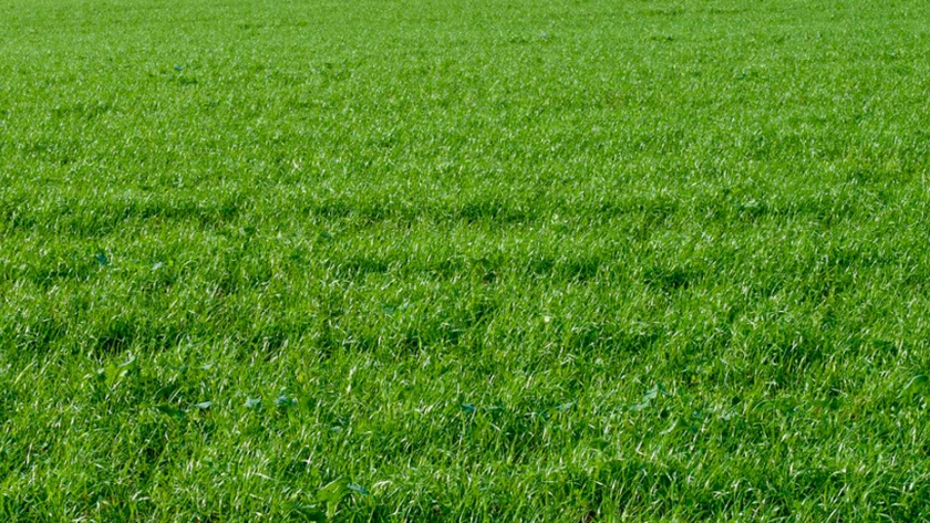 Fertilizantes de alta tecnología para tener un césped de calidad