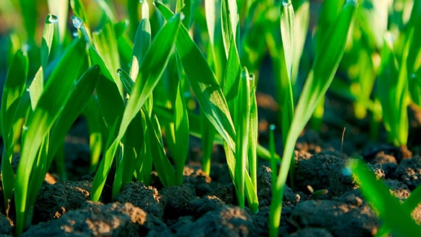 En Entre Ríos se agudiza la falta de nutrientes en suelos agrícolas