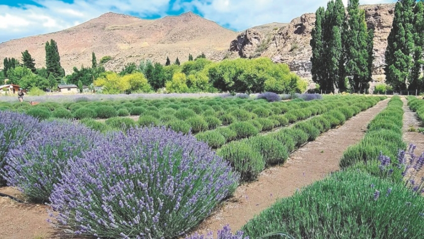 Tiempo de cosecha en el campo de lavanda de Villa Llanquín: aromas, color y sonidos