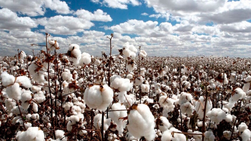 Algodón: Chaco planea llegar a un piso de 300 mil hectáreas sembradas para 2021