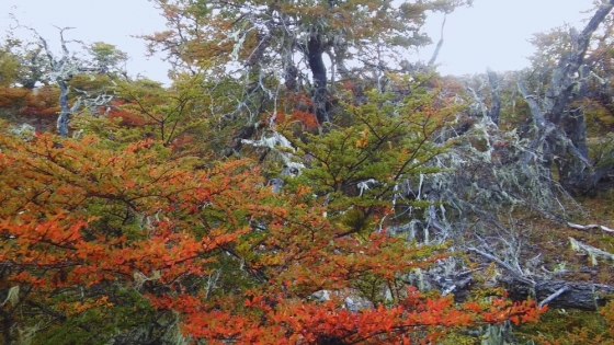 Los bosques nativos de ñire son resistentes al cambio climático