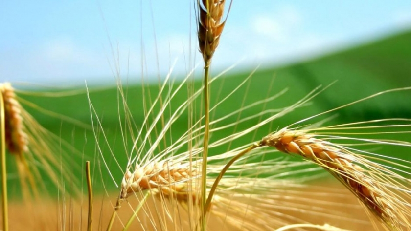 Estudio: los cultivos biotecnológicos son buenos para el medio ambiente
